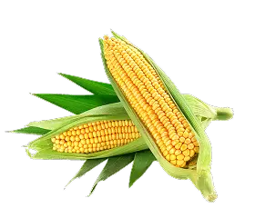 Corn